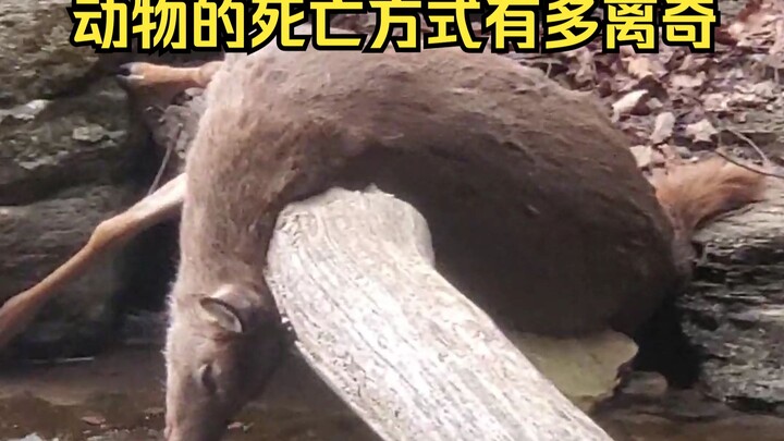 动物离奇死亡鉴定19