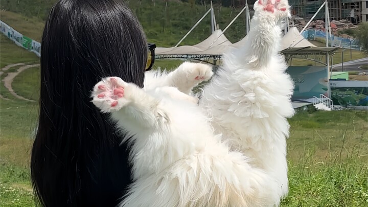 Nemu kucing di pinggir jalan, langsung kuangkat terus dibawa pulang. Pas bangun, dia malah keliatan 