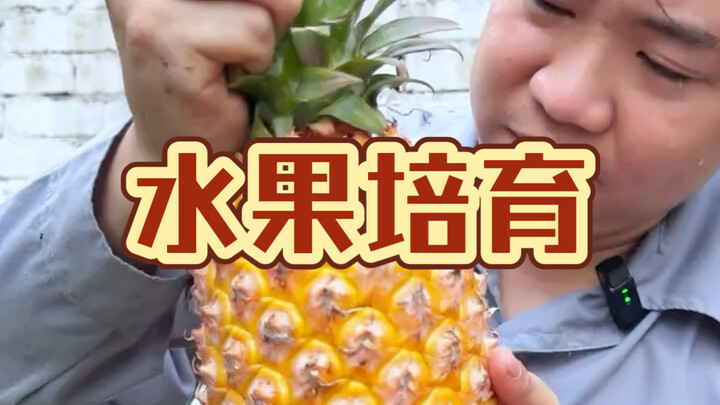 #สับปะรด #แก้วมังกร #มะเขือเทศเชอร์รี  สอนคุณปลูกผลไม้ไว้กินที่บ้าน สนุกและง่ายนิดเดียว