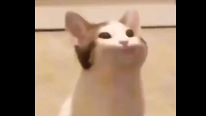 Let's fight again! Popo cat!