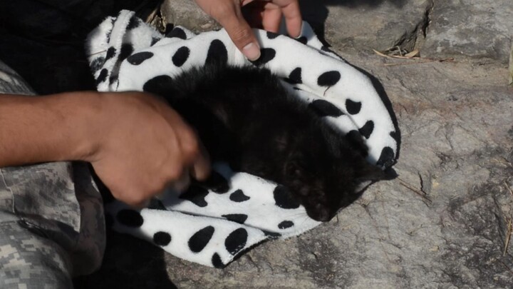 A month ago, I picked up a tiny black kitten on the roadside—barely clinging to life—and it was shiv