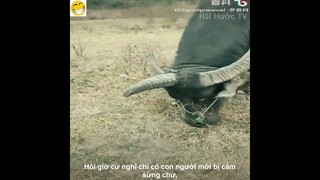 Khi Con Bò Còn Bị Cắm Sừng Nhiều Hơn Chúng Ta  | Review Cuộc Sống Và Con Người | Kênh Hài Hước TV