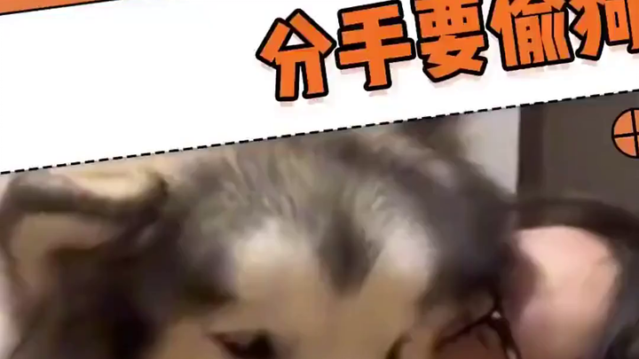 Seberapa hebat indra penciuman seekor anak anjing?