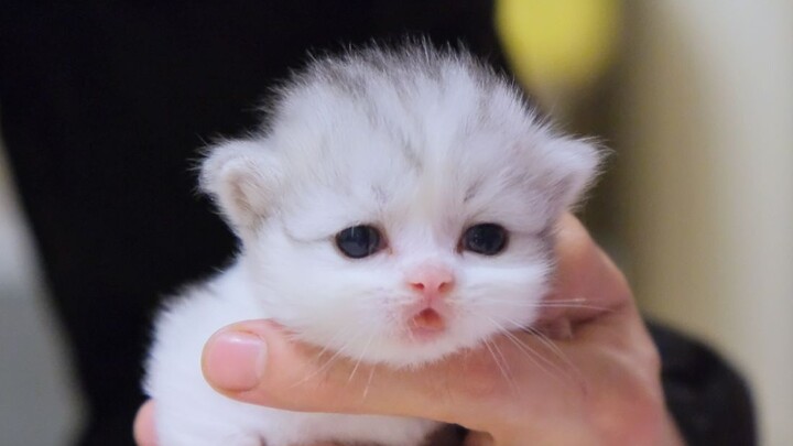 How could a little kitten forget to retract its tongue!