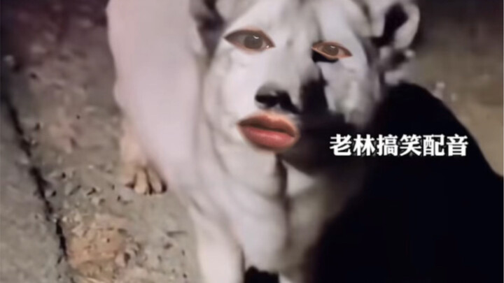 Cáo: thật là vô duyên