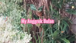 Tanam Anggrek