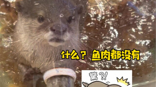 The Correct Way to Shake Hands with an Otter