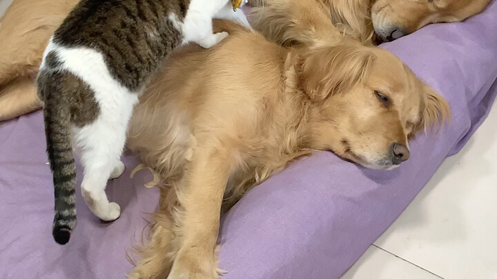 Cẩn thận từng chút chỉ để sưởi ấm