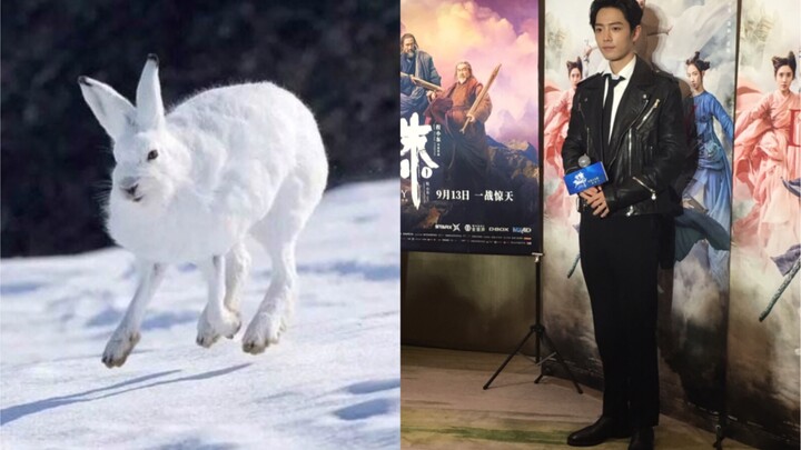 【Xiao Zhan】Arctic Rabbit is real! Brother, does this leg really exist? ?