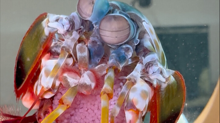 The mother mantis shrimp has laid eggs!