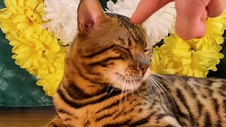 Cat: We can stay down-to-earth, but we can’t end up in the underworld!