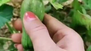 【Si Labu Kecil: Aku tidak mengganggu kalian semua】