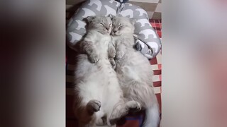 ngủ nèo 😪meo meomeo meodethuong cat catlover animalsdoingthings animalover meowmeowmeowwolf meomap#cutecat meocute shashi