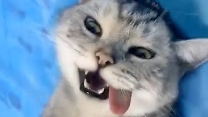 Kondisi Sterilisasi Kucing Jantan Modern