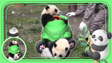 Two Pandas and One Car