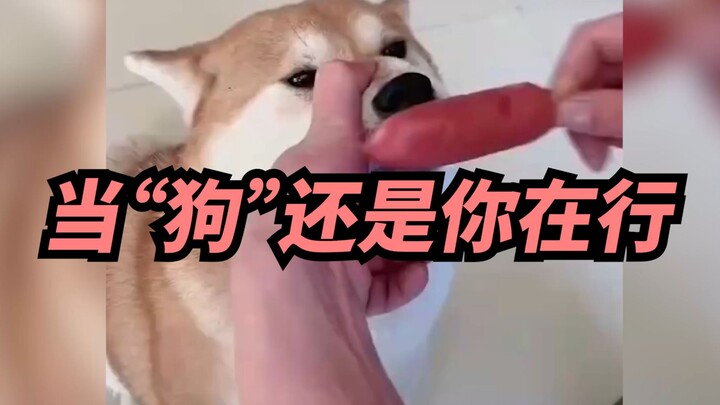 【Xige】Anjing: Soal jadi “anjing” ini, aku masih harus banyak belajar darimu nih