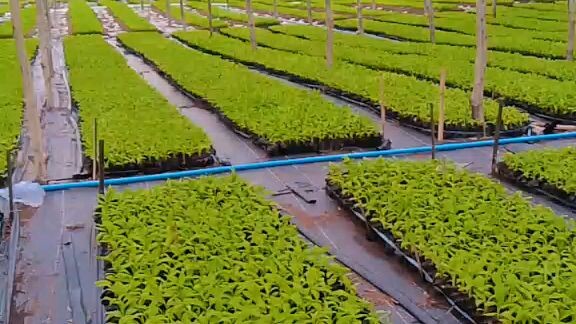 ทำส่วนก่อเหนีอายแล้ว