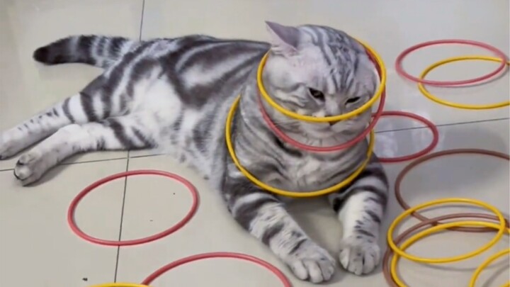 Kucing: Aku benar-benar kagum padamu!