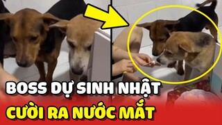 Mời Boss đến DỰ SINH NHẬT và cái kết CƯỜI RA NƯỚC MẮT 😂 | Yêu Lu