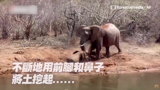 受困泥潭2天！象妈妈急挖土救儿，无果后泪吼求助，10志工暖救援30分
