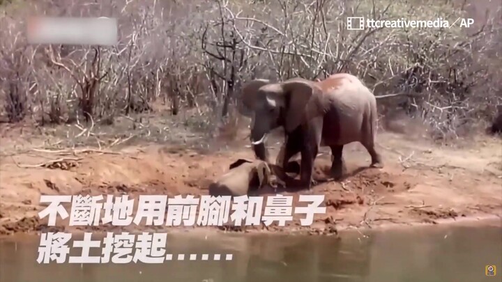 受困泥潭2天！象妈妈急挖土救儿，无果后泪吼求助，10志工暖救援30分