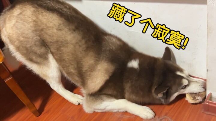 Husky: Sorry for the amateur act—let me show you how to hide bones using thin air!
