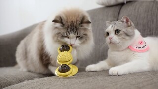 Ulang tahun keenam Cat, menerima ruangan penuh hadiah