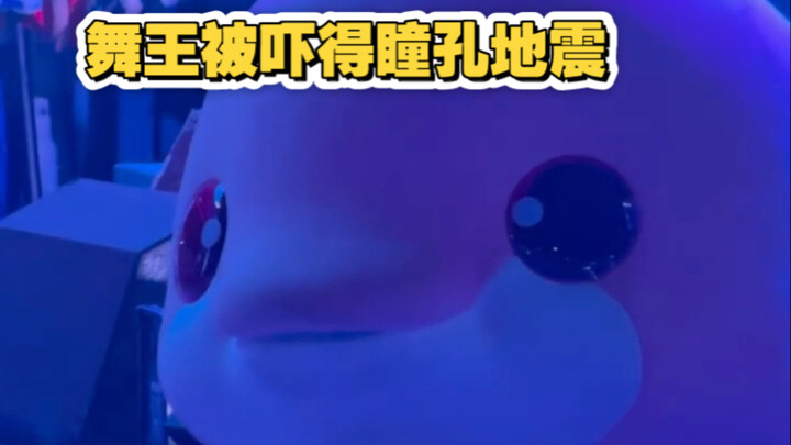 Panic showed on a chicken’s face—just who betrayed this king’s name? So flustered!