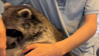 Làm thế nào để xây dựng tình cảm với gấu mèo #gấu_mèo_nhỏ #kế_hoạch_debut_thú_cưng_dễ_thương #hài_hư