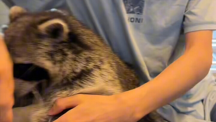 كيف تبني علاقة مع الراكون#الراكون الصغير #خطة ظهور الحيوانات الأليفة اللطيفة #مضحك