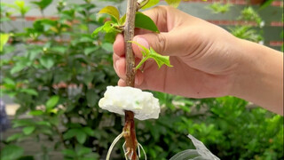 Amazing Ways to Grow Flowers in Mineral Water Bottles