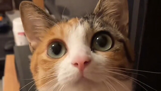 它的眼睛好像会说话耶