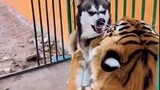 [สัตว์]ตัดวิดีโอตลกๆของสุนัข|<ตำหนิ>