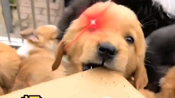 คุณมีสุนัขทำลายบ้านหรือไม่? ให้โอกาสพวกเขา