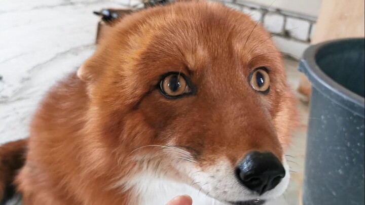 แมวน้อยจิ้งจอก