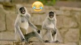 Funniest Animals 😂 - Best Of The monkey compilation Funny Animal Videos 😁 - Cutest Animals Ever 💕😍