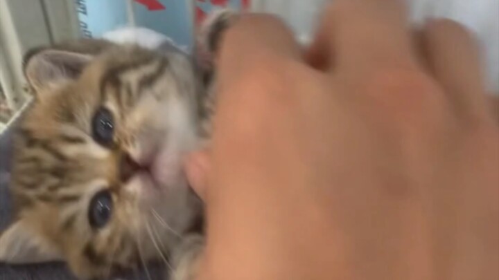 Bao Bao, only a month old, already flips over to let you pet its belly!