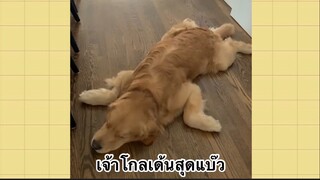 เพื่อนตัวน้อย สัตว์เลี้ยงแสนซน : เจ้าโกลเด้นสุดแบ๊ว