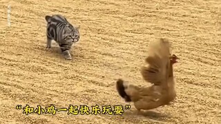 不太聪明的猫：可爱与烦恼并存