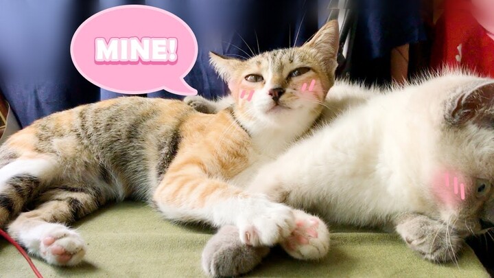 MUST SEE Funny Cute Cats play video that cure your bad mood - Video mèo cực dễ thương