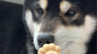 Chó Shiba ngoan quá đi thôi～