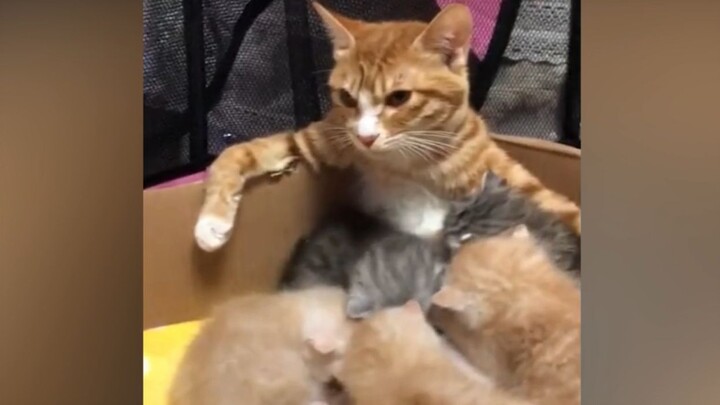 Dulu seorang kakak perempuan yang perkasa, kini malah menjadi pengasuh bayi...