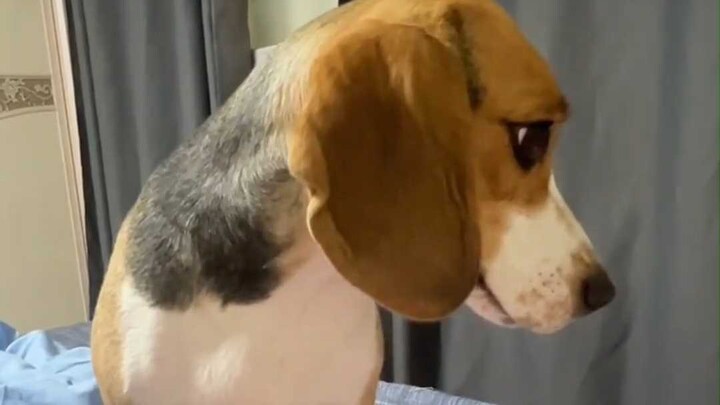 Sebenarnya Beagle itu lucu banget (hanya pujian murni, tidak menerima hadiah atau kunjungan dalam be