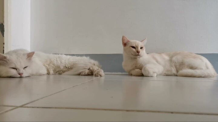 Sweet nap with Snow and Tisay