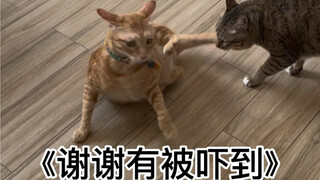 "Mengasihi Penyandang Disabilitas Intelektual, Kucing-Kucing Bertanggung Jawab"