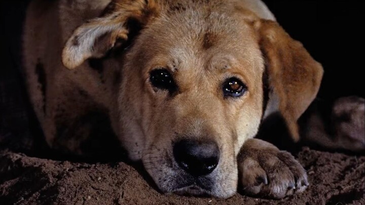 حبّ الكلاب دائمًا صادق وحرِق.