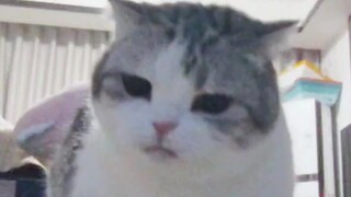 Dua anak kucing tinggal di rumah selama Festival Musim Semi, pemandangannya lucu dan menyentuh