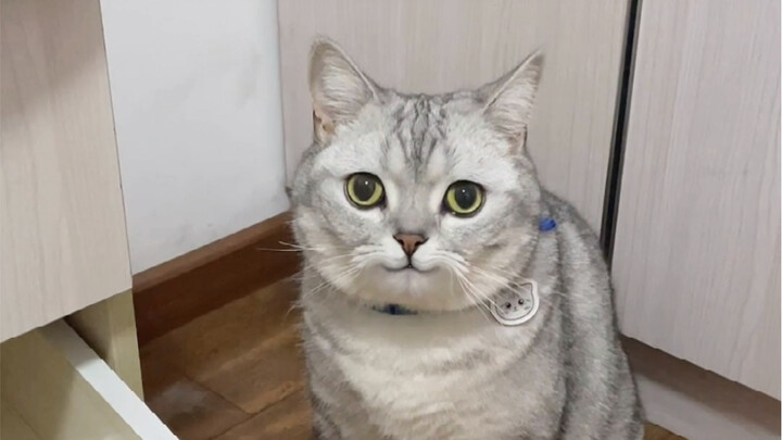 It turns out this is why my cat loves to sit on eggs...