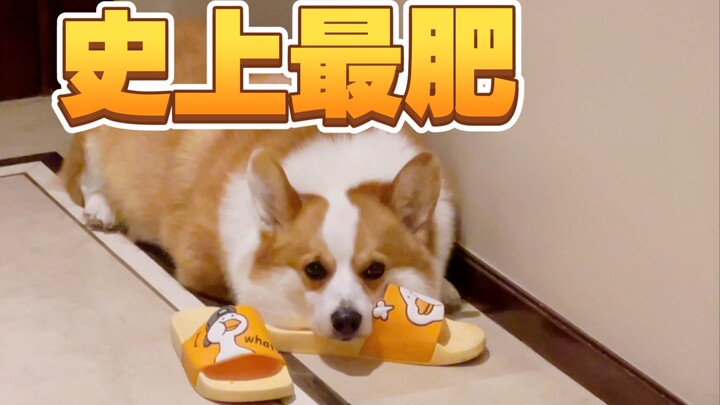 Kamu pasti belum pernah melihat anjing segemuk ini!