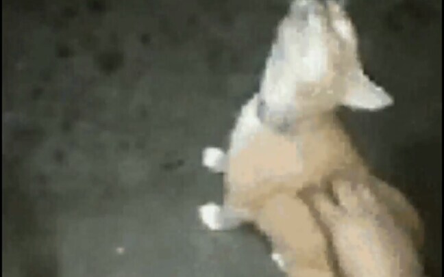 This cat fucked up my worldview